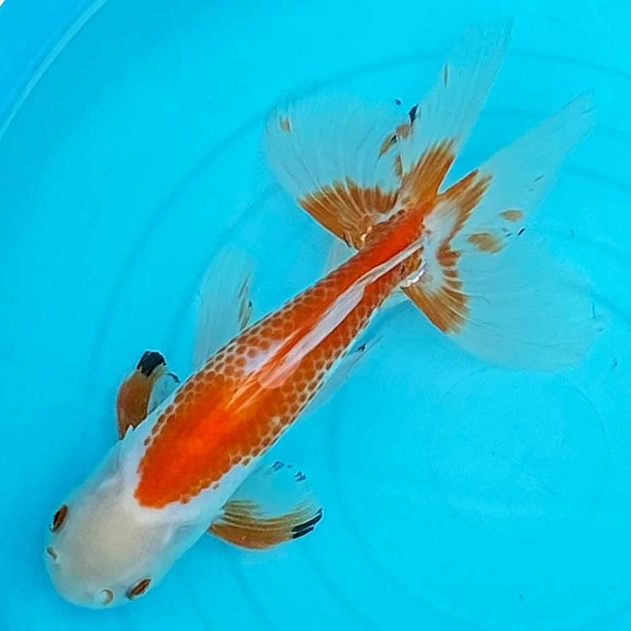 Amazon | 一点物 ジャンボオランダ 20cm前後【1-186】オランダ